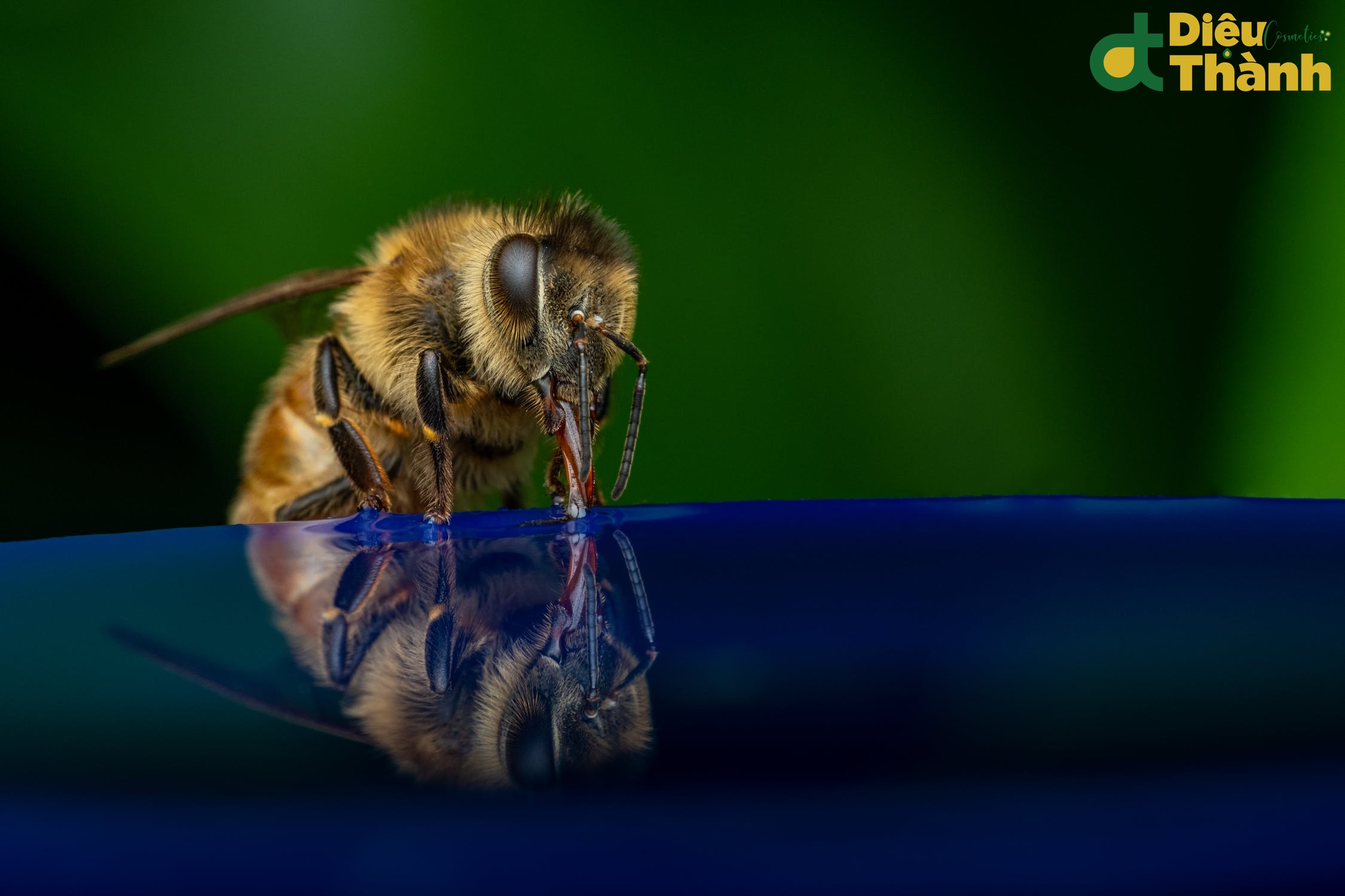 Lợi ích của nọc ong